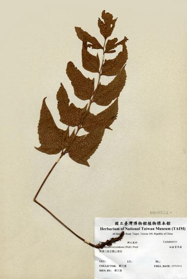 中文名：細齒貫眾蕨 (H000533)學名： em Cyrtomium caryotideum (Wall.) Presl /em 