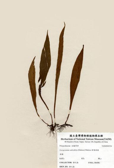 中文名：二形劍蕨 (H000536)學名： em Loxogramme biformis Tagawa /em 