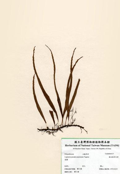 中文名：擬烏蘇里瓦葦 (H000537)學名： em Lepisorus pseudo-ussuriensis Tagawa /em 