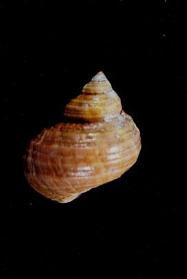 高腰蠑螺( em Turbo (Marmarostoma) stenogyrus  /em )