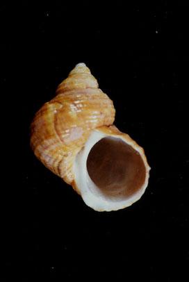 高腰蠑螺( em Turbo (Marmarostoma) stenogyrus  /em )