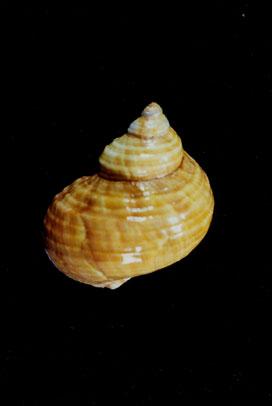 高腰蠑螺( em Turbo (Marmarostoma) stenogyrus  /em )
