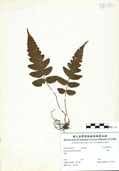 中文名：聖蕨 (H000540)學名： em Dictyocline griffithii Moore /em 