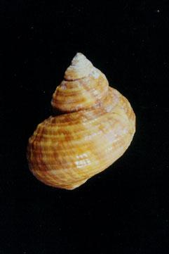 高腰蠑螺( em Turbo (Marmarostoma) stenogyrus  /em )