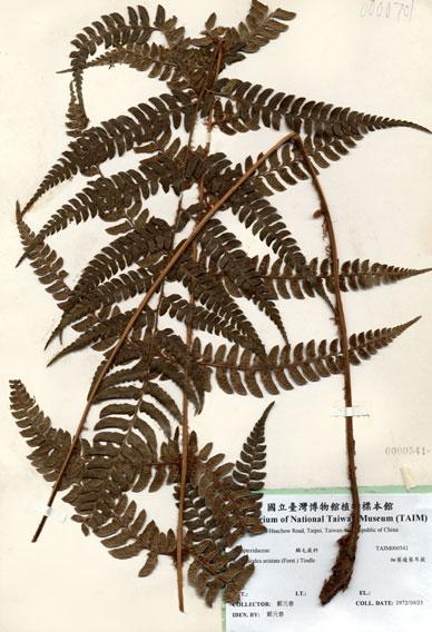 中文名：細葉複葉耳蕨 (H000541)學名： em Arachniodes aristata (Forst.) Tindle /em 