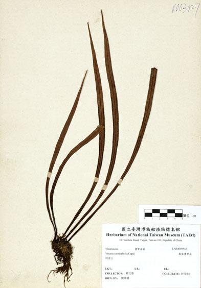 中文名：廣葉書帶蕨 (H000542)學名： em Vittaria taeniophylla Copel. /em 