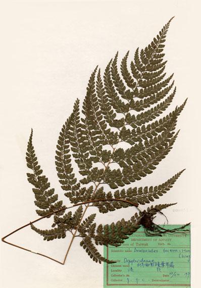 中文名：臺灣兩面複葉耳蕨 (H000543)學名： em Arachniodes festina (Hance) Ching /em 