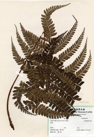 中文名：細葉複葉耳蕨 (H000544)學名： em Arachniodes aristata (Forst.) Tindle /em 