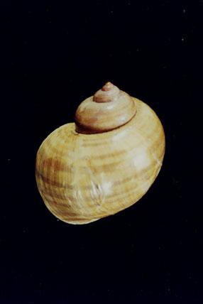 福壽螺( em Pomacea canaliculata /em )