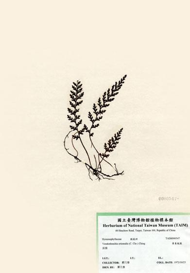 中文名：華東瓶蕨 (H000547)學名： em Vandenboschia orientalis (C. Chr.) Ching /em 
