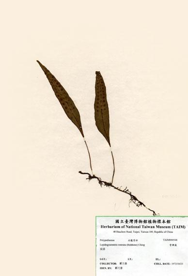 中文名：骨牌蕨 (H000548)學名： em Lepidogrammitis rostrata (Beddome) Tagawa /em 