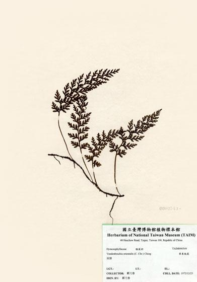中文名：華東瓶蕨 (H000549)學名： em Vandenboschia orientalis (C. Chr.) Ching /em 