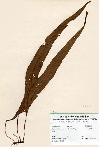 中文名：奧瓦葦 (H000551)學名： em Lepisorus obscure-venulosus (Hayata) Ching /em 