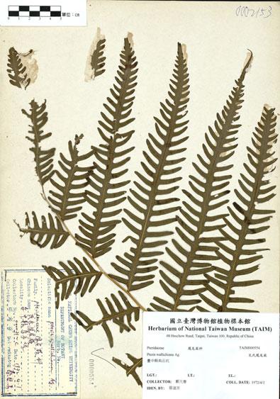 中文名：瓦氏鳳尾蕨 (H000554)學名： em Pteris wallichiana Ag. /em 