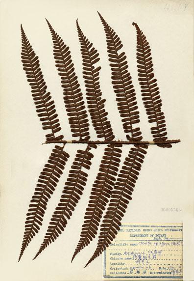 中文名：頂囊肋毛蕨 (H000556)學名： em Ctenitis apiciflora (Wall. ex Mett.) Ching /em 