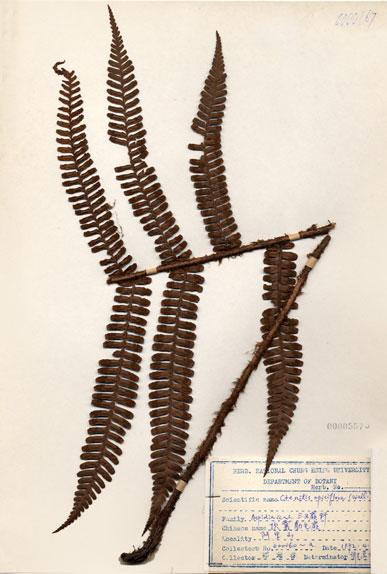 中文名：頂囊肋毛蕨 (H000557)學名： em Ctenitis apiciflora (Wall. ex Mett.) Ching /em 