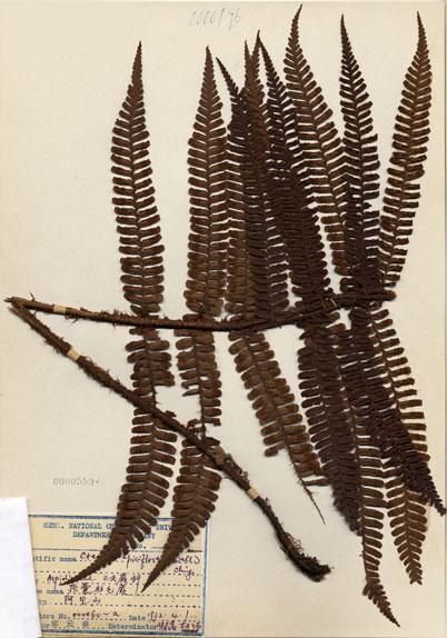 中文名：頂囊肋毛蕨 (H000559)學名： em Ctenitis apiciflora (Wall. ex Mett.) Ching /em 