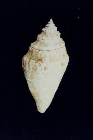 蜘蛛螺( em Lambis lambis /em )