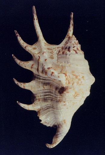 蜘蛛螺( em Lambis lambis  /em )