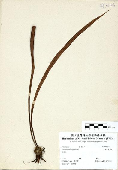 中文名：廣葉書帶蕨 (H000562)學名： em Vittaria taeniophylla Copel. /em 