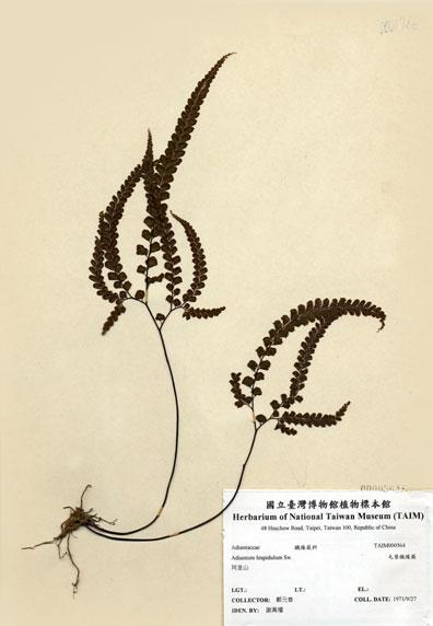 中文名：毛葉鐵線蕨 (H000564)學名： em Adiantum hispidulum Sw. /em 