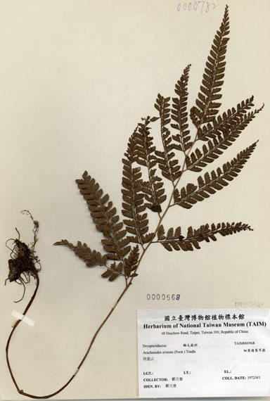 中文名：細葉複葉耳蕨 (H000568)學名： em Arachniodes aristata (Forst.) Tindle /em 