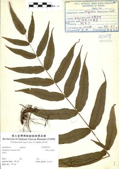 中文名：阿里山水龍骨 (H000569)學名： em Polypodium amoenum Wall. ex Mett. /em 