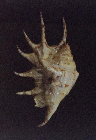 蜘蛛螺( em Lambis lambis /em )