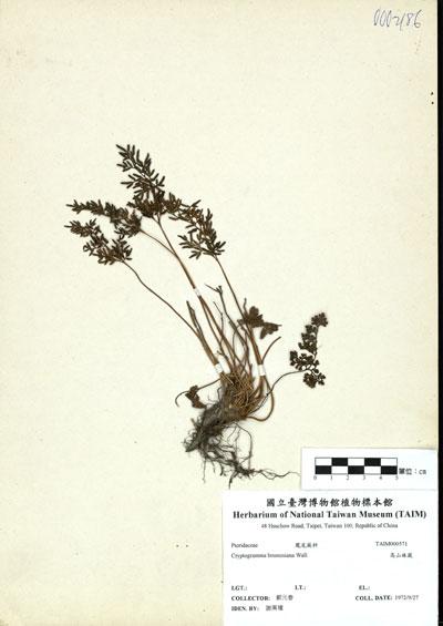 中文名：高山珠蕨 (H000571)學名： em Cryptogramma brunoniana Wall.ex Hook. Et Grev. /em 