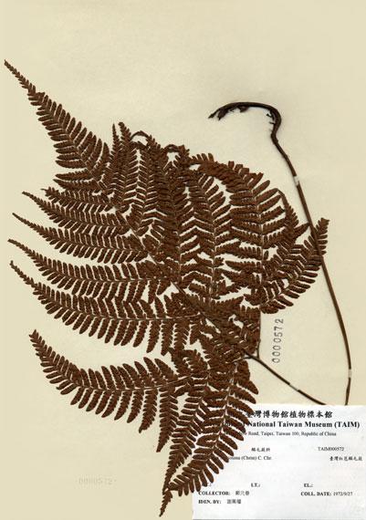 中文名：臺灣鱗毛蕨 (H000572)學名： em Dryopteris formosana (Christ) C. Chr. /em 