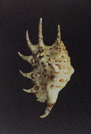 蜘蛛螺( em Lambis lambis /em )