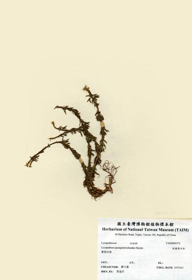 中文名：反捲葉石松 (H000574)學名： em Lycopodium quasipolytrichoides Hayata /em 