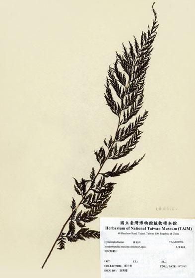 中文名：大葉瓶蕨 (H000576)學名： em Vandenboschia maxima (Blume) Copel. /em 