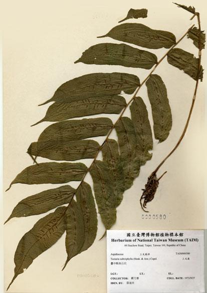 中文名：腸蕨 (H000580)學名： em Diplaziopsis javanica (Blume) C. Chr. /em 