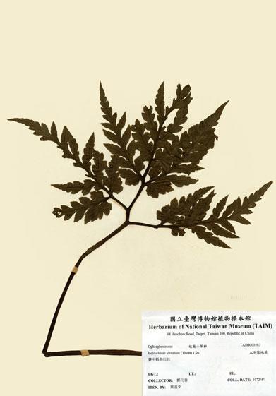 中文名：大羽陰地蕨 (H000583)學名： em Botrychium ternatum (Thunb.) Sw. /em 