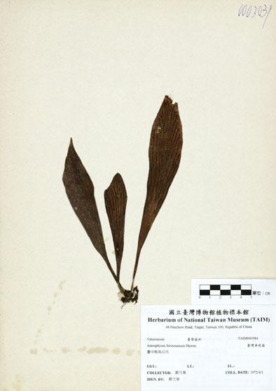 中文名：臺灣車前蕨 (H000584)學名： em Antrophyum formosanum Hieron. /em 