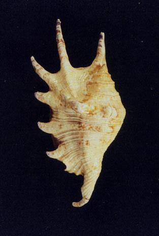 蜘蛛螺( em Lambis lambis /em )
