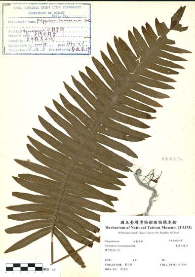 中文名：臺灣水龍骨 (H000587)學名： em Polypodium formosanum Bak. /em 