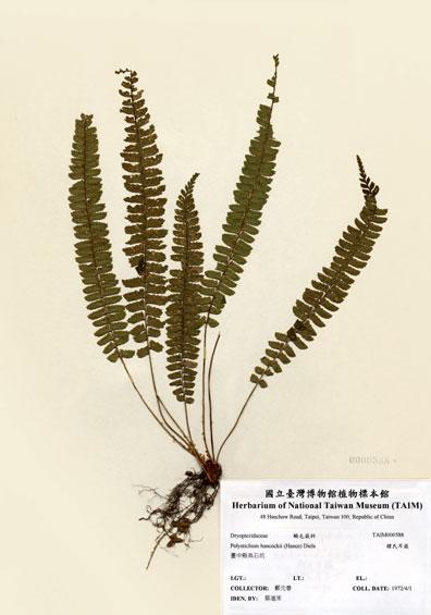 中文名：韓氏耳蕨 (H000588)學名： em Polystichum hancockii (Hance) Diels /em 