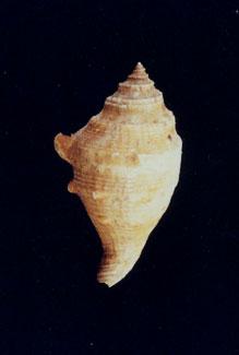 蜘蛛螺( em Lambis lambis /em )