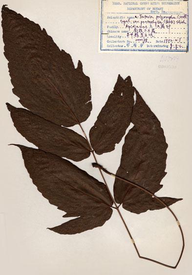 中文名：南投三叉蕨 (H000590)學名： em Tectaria polymorpha (Wall.) Copel. /em 