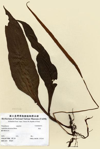 中文名：萊蕨 (H000591)學名： em Leptochilus decurrens Blume /em 