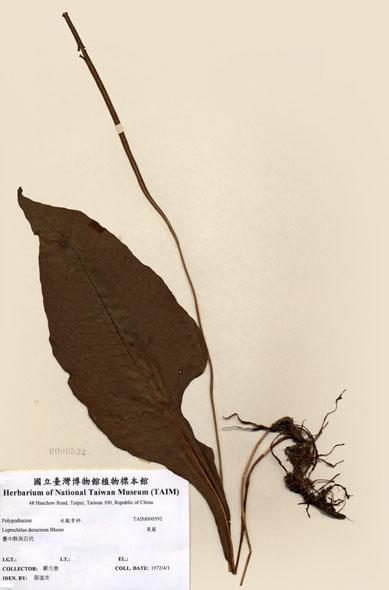 中文名：萊蕨 (H000592)學名： em Leptochilus decurrens Blume /em 