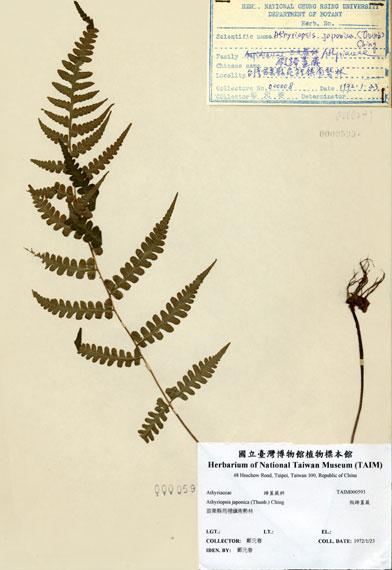 中文名：假蹄蓋蕨 (H000593)學名： em Athyriopsis japonica (Thunb.) Ching /em 
