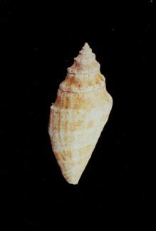 蜘蛛螺( em Lambis lambis /em )