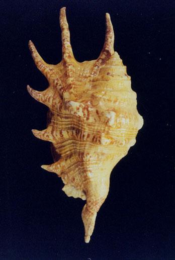 蜘蛛螺( em Lambis lambis /em )
