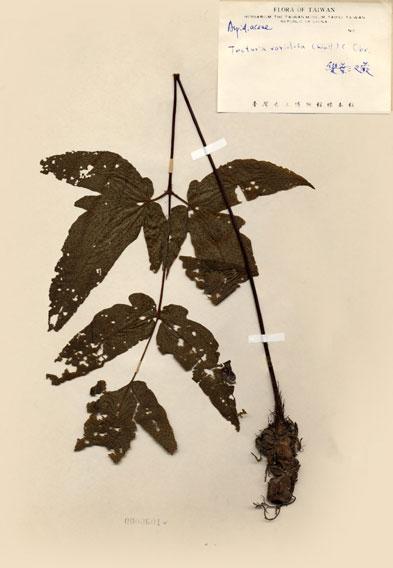 中文名：變葉三叉蕨 (H000601)學名： em Tectaria variolosa (Wall.) C. Chr. /em 