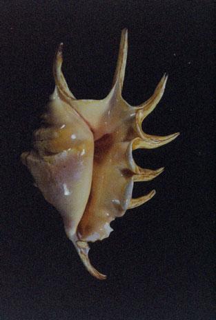蜘蛛螺( em Lambis lambis /em )