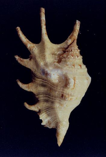 蜘蛛螺( em Lambis lambis /em )