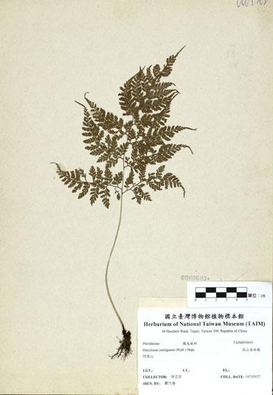中文名：高山金粉蕨 (H000603)學名： em Onychium contiguum (Wall.) Hope /em 